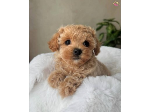 SAFKAN MALTİPOO BEBEKLER