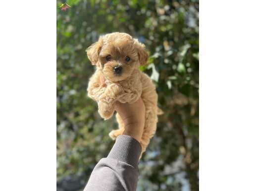 KORE MALTİPOO YAVRULARIMIZ