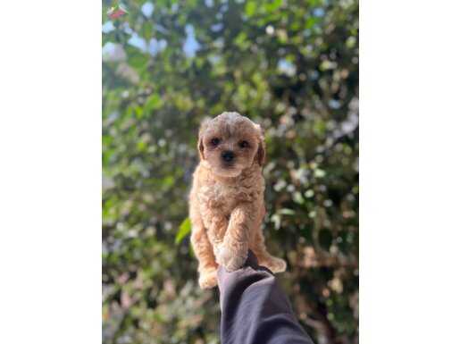 PARTY CLOR MALTİPOO YAVRULARI