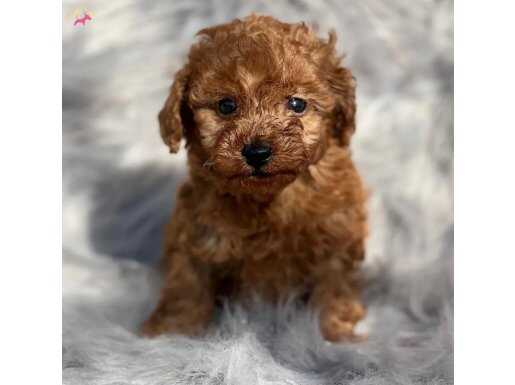 BİSKÜVİ TADINDA TOY POODLE BEBEKLER