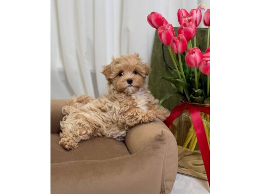 YURT DIŞI GİRİŞLİ MALTİPOO BEBEBEKLERİMİZ