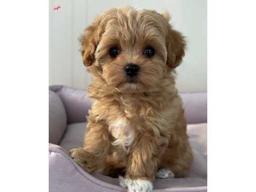 ÜST DÜZEY MALTİPOO YAVRULARI