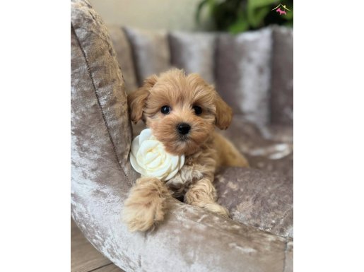 ÖZEL ÜRETİM MALTİPOO YAVRULAR