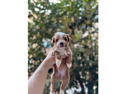 PARTİ COLOR MALTİPOO YAVRULARI