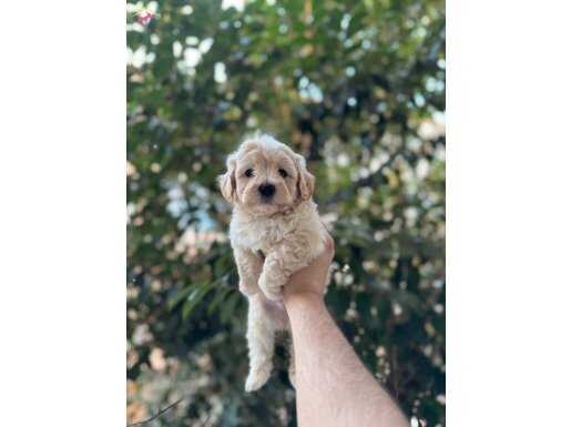APRİCOT MALTİPOO YAVRULAR