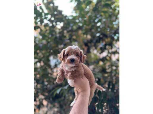 ÇİFT RENK MALTİPOO YAVRULARI