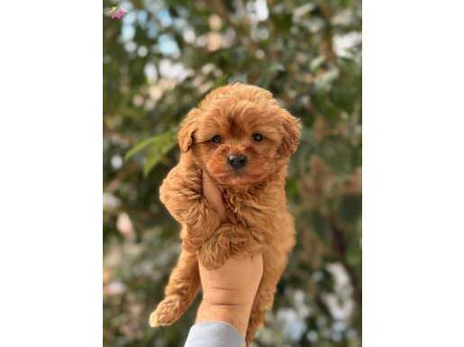 Teacup Maltipoo Bebekler