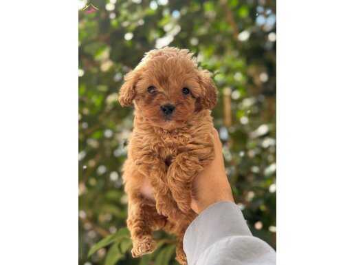 0 NUMARA MALTİPOO YAVRULAR