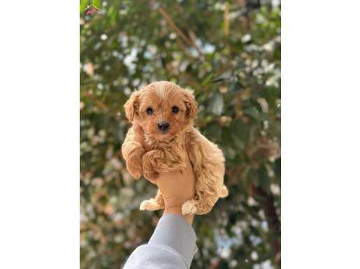 0 NUMARA ÇİFT RENK MALTİPOO BEBEKLER