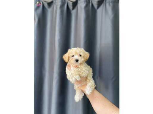 KORE MALTİPOO YAVRULAR