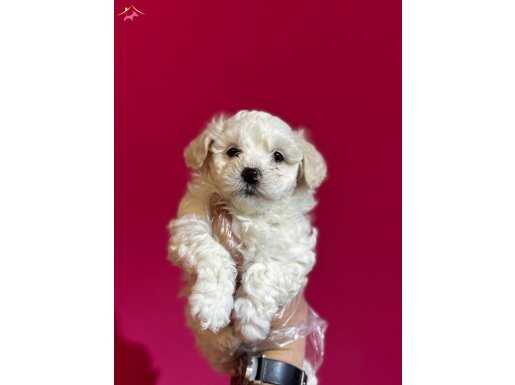 BEYAZ MALTİPOO YAVRULARI