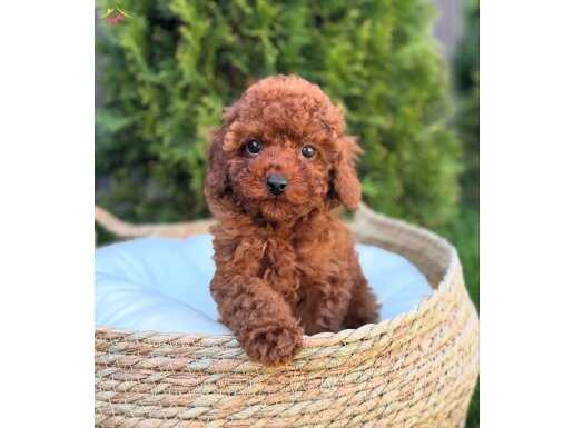 TOY POODLE YAVRUMUZ PİRLO