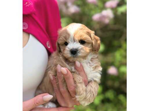 MALTİPOO YAVRUMUZ LEO