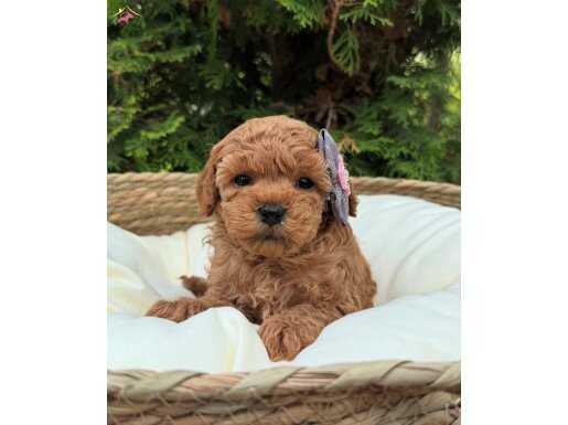 BİBLO SURAT TOY POODLE YAVRULARIMIZ