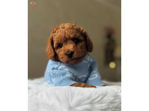 TOY POODLE YAVRUMUZ MAVİŞ