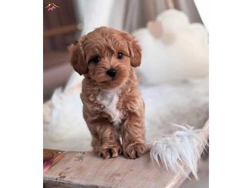RUSYA GİRİŞLİ MALTİPOO BEBEKLER