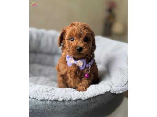 KORE TOY POODLE BEBEKLER