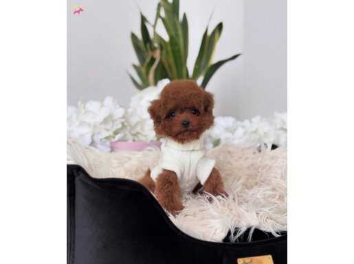 KORE TOY POODLE YAVRUMUZ MİA
