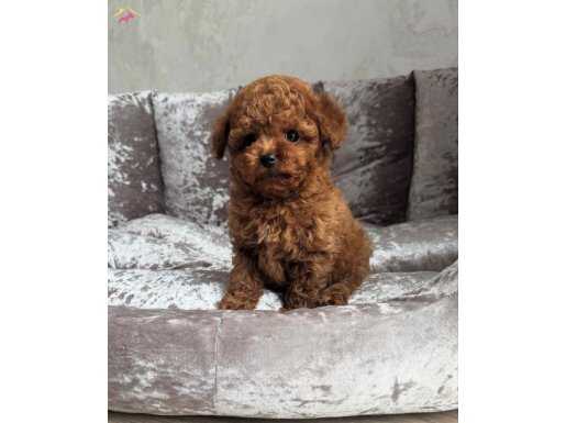KORE POODLE YAVRUMUZ PERA