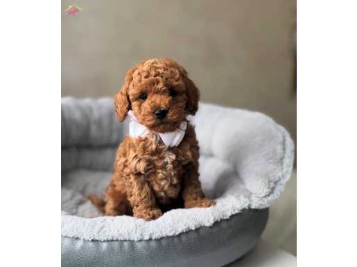 TOY POODLE BEBEKLER İSTANBUL MAĞAZAMIZDA 