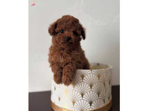 MUHTEŞEM KORE TOY POODLE BEBEKLER