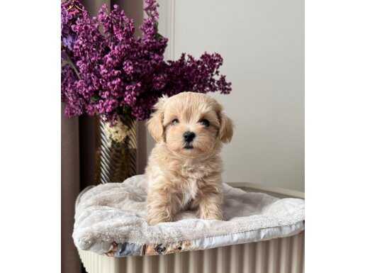 KORE MALTİPOO BEBEKLER