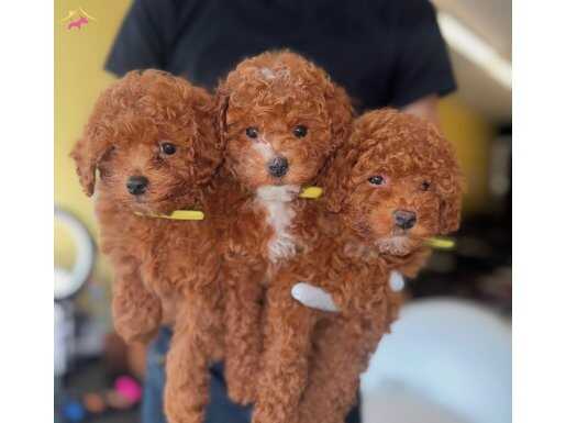Bİ COLOR TOY POODLE YAVRULAR