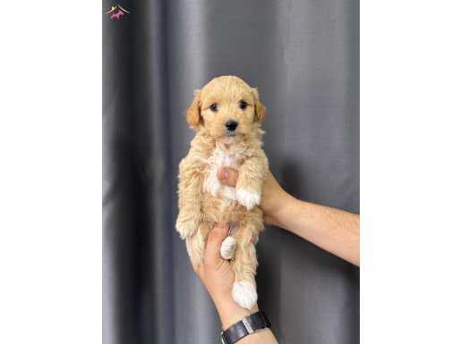 SAFKAN MALTİPOO BEBEKLER