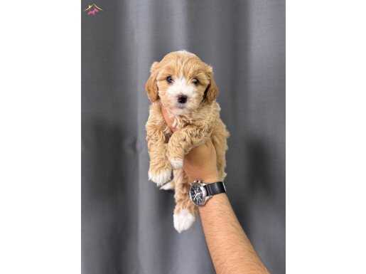 MASKELİ MALTİPOO YAVRULAR
