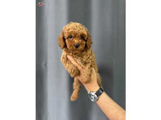IRK VE SAĞLIK GARANTİLİ POODLE BEBEKLER