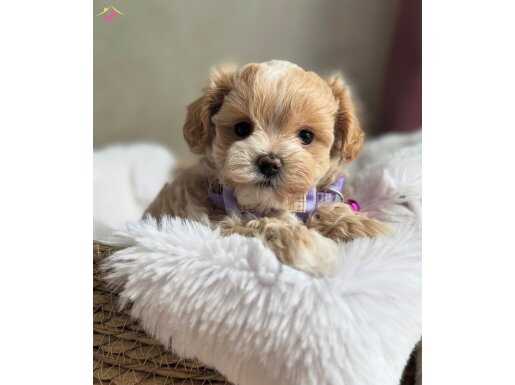 MİNİK MALTİPOO YAVRULARI