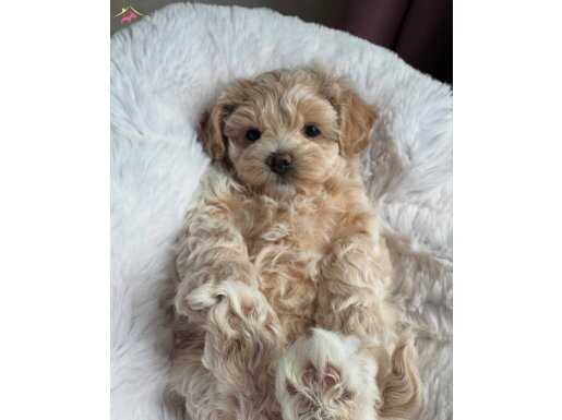 UYKUCU MALTİPOO YAVRULARI