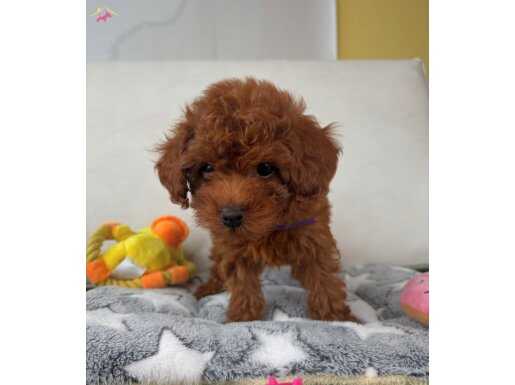KIVIR KIVIR KORE POODLE BEBEKLER