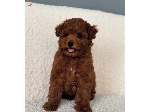 GÜLEN SURAT POODLE BEBEKLER