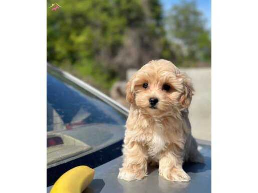 SAFKAN MALTİPOO YAVRUMUZ GOFRET