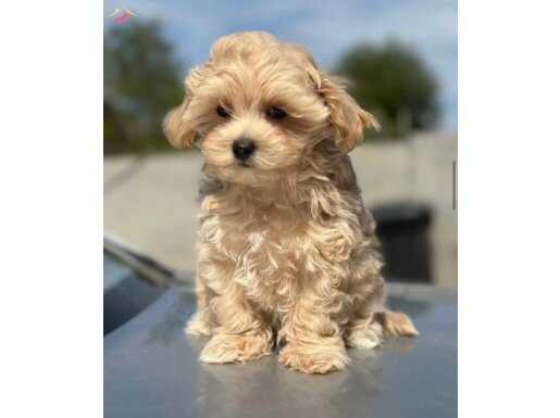 MALTİPOO YAVRUMUZ LİZA