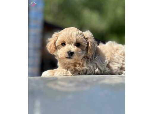 ŞAPŞAL MALTİPOO YAVRUMUZ GOFİK