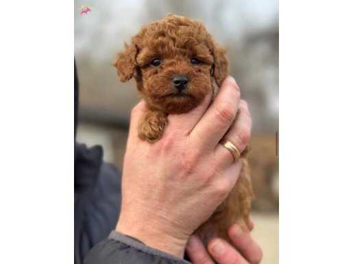 TEACUP POODLE BEBEKLERİMİZ