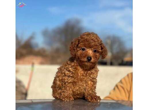 SAFKAN TOY POODLE BEBEKLERİMİZ