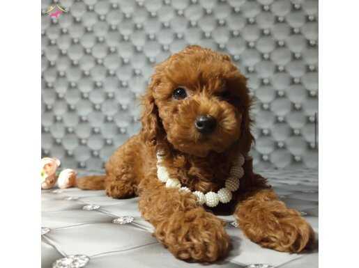 YENİ BATIM TOY POODLE BEBEKLER