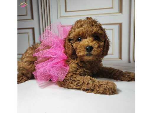 TOY POODLE BEBEĞİMİZ ARYA