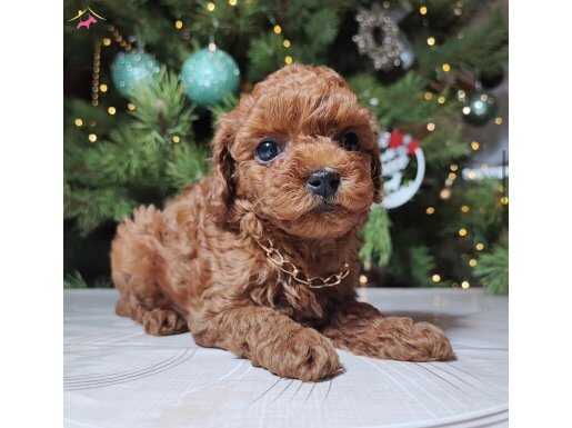TOY POODLE BEBEĞİMİZ PERA