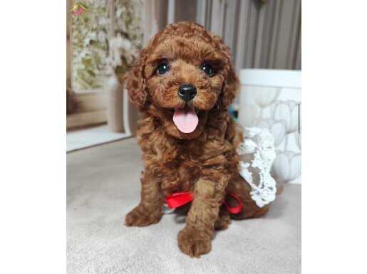 SAFKAN ORİJİNAL İSTEYENLERE ÖZEL KORE POODLE