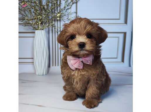 DÜNYALAR TATLISI MALTİPOO YAVRUMUZ