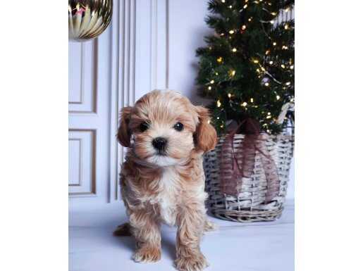 IRK GARANTİLİ MALTİPOO BEBEKLER