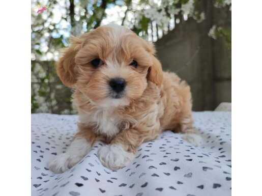 MALTİPOO BEBEKLERİMİZ