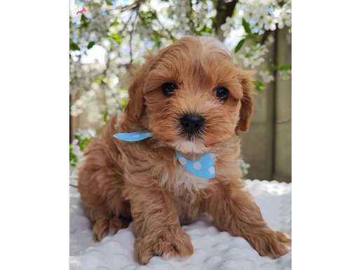 GÜLER YÜZLÜ MALTİPOO BEBEKELRİMİZ
