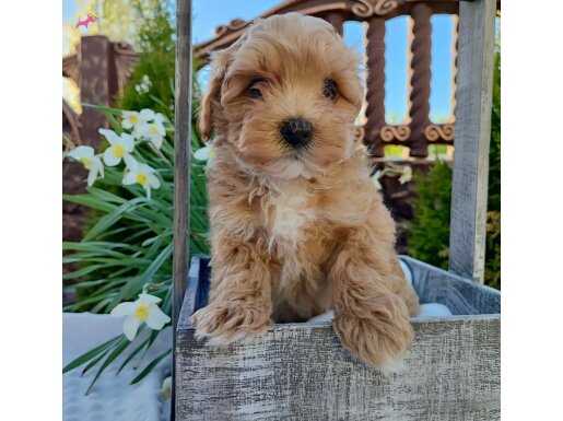 KÜT BURUN MALTİPOO YAVRULAR