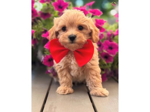 MALTİPOO YAVRUMUZ PARLA