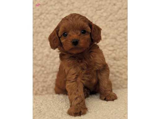 KIZIL MALTİPOO YAVRUMUZ